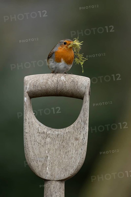 European robin (Erithacus rubecula) adult garden bird with nest material in its beak on a fork handle in springtime, England, United Kingdom