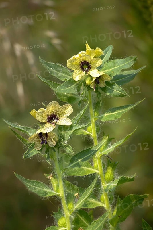 Hyoscyamus niger, nightshade, black henwort, solanaceae, black henbane, flora, henbane, high size, portrait format, plants, stinking nightshade