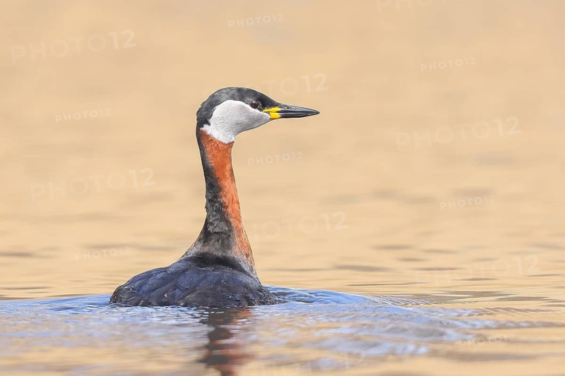 Red-necked Grebe (Podiceps grisegena) grebe, shallow water zone, wildlife, nature photography, Baltic Sea, Baltic Sea island of Fehmarn, East Holstein, Schleswig-Holstein, Germany