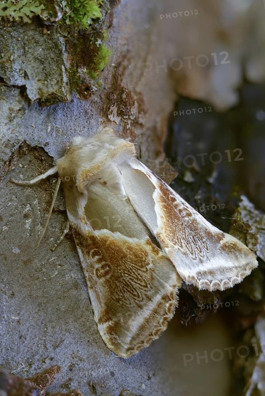 Agate owl spinner, habrosyne pyritoides, buff arches, high size, portrait format, insects, moths, moths, butterflies