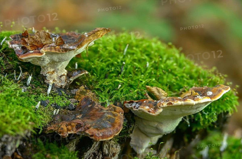 Boletus resinosus, ischnoderma resinosum, lasiochlaena anisea, hardwood resin porling, benzoin bracket, fungi, fungus, late fall polypore, mushrooms, resinous polypore