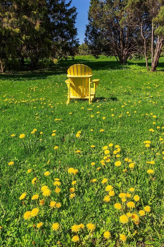 Back of unoccupied yellow Adirondack armchair in green grass field with Taraxacum officinale - Dandelion flowers surrounded by tall trees in spring, Montreal Botanical Garden, Quebec, Canada