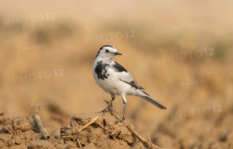 A white wagtail (Motacilla alba) stands on the ground against a blurred background, Sreepur, Gazipur, Bangladesh