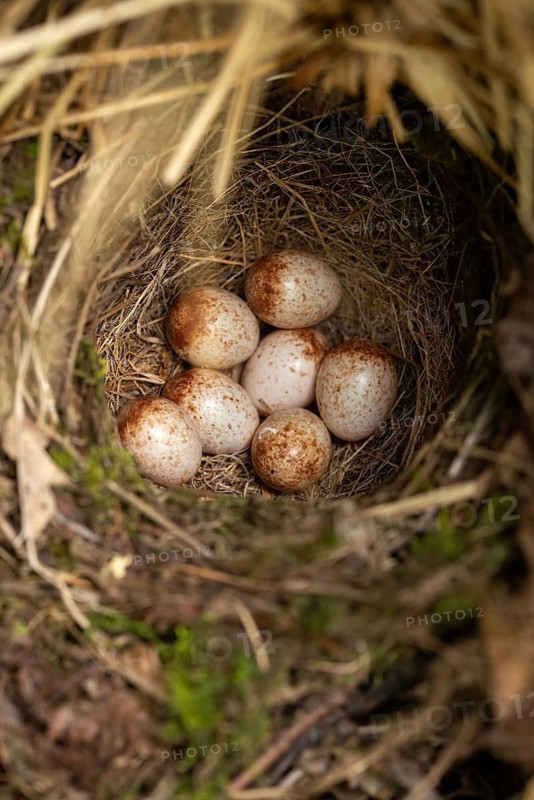 Erithacus rubecula, robin, robins, birds, breed, brood, clutch, eggs, clutch, high size, portrait format, nest, passeri, songbirds, birds