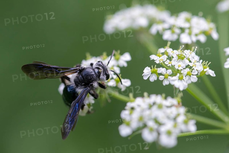 Andrena agilissima, apidae, bees, blue iridescent earth bee, blue iridescent sand bee, blue-black sand bee, hymenoptera, sand bee, mustard-blue iridescent sand bee, violet-winged mining bee, insects, wild bees