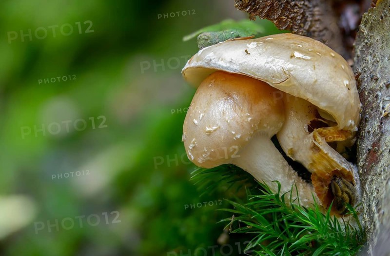 Clay-coloured Slimy Scalecap, Dryophila Lenta, Flammula Betulina, Flammula Lenta, Gymnopilus Lentus, Pholiota Lenta, Clay-Pale Schueppling, Clay-White Schueppling, Fungi, Fungi