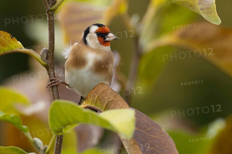 European goldfinch (Carduelis carduelis) adult garden bird in a magnolia tree with autumn colour leaves, England, United Kingdom