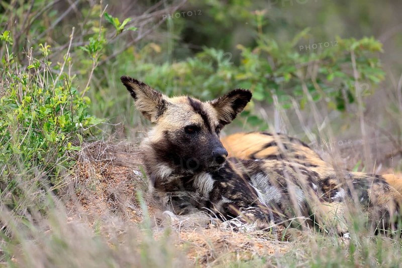 African wild dog (Lycaon pictus), adult, alert, lying down, portrait, Kruger National Park, South Africa