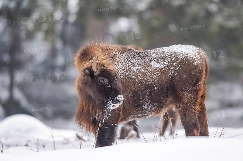 European bison (Bison bonasus) or Wisent standing on a meadow next to the forest in winter, snow, Bavaria, Germany