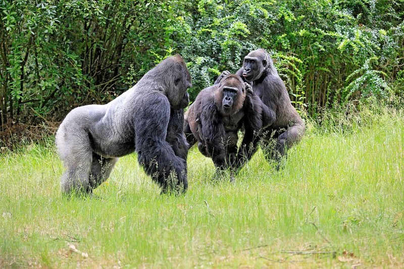 Western gorilla (Gorilla gorilla), adult, male, silverback, female, group, social behaviour, on the ground