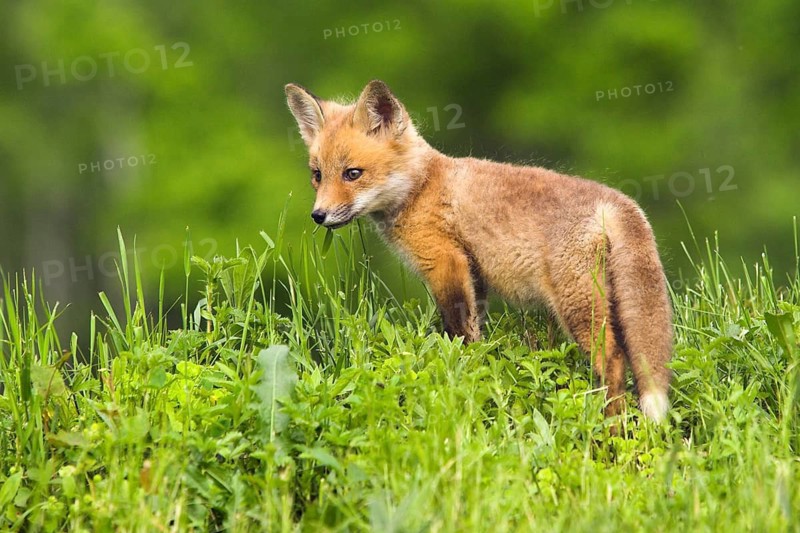 Red fox (Vulpes vulpes), Minnesota, USA, a young fox stands alertly in the green grass of the countryside