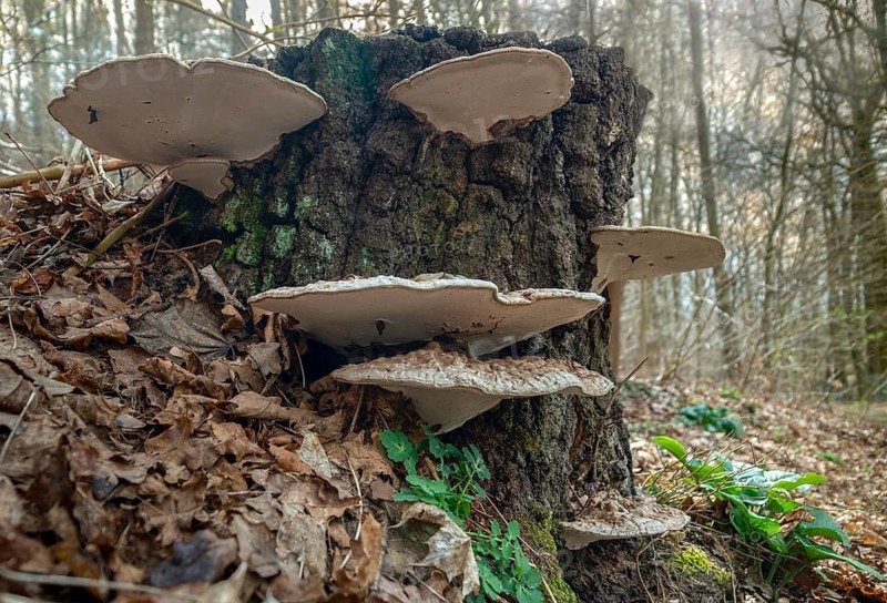 Flat lacquer porling, ganoderma applanatum, ganoderma lipsiense, lacquer porling, painter's mushroom, artist's bracket, artist's conk, artist's fungus, bear bread, fungi, mushrooms