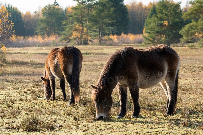 Equus ferus caballus, exmoor pony, Germany, Greiz, horse, odd-toed ungulates, perissodactyla, Pöllwitzer Wald, Thuringia, grazing, domesticated animals, extensive grazing, pet, heather care, horses, house pet, mammals, horses, pony, mammals, unpaired ungulates