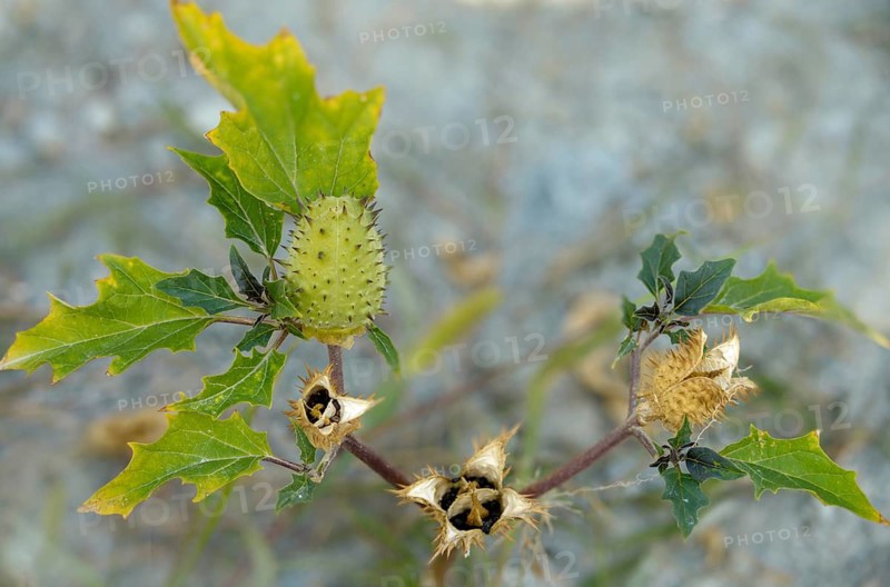 Common thorn-apple, datura inermis, datura stramonium, datura tatula, common thorny apple, thorny apple, white thorn apple, flora, plants, plants