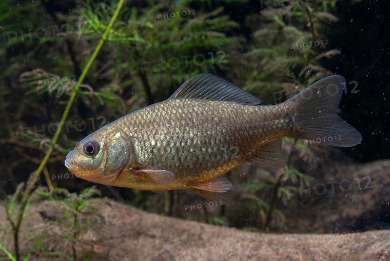 Carassius carp, crucian carp, cobbler carp, fish, fishes, pisces