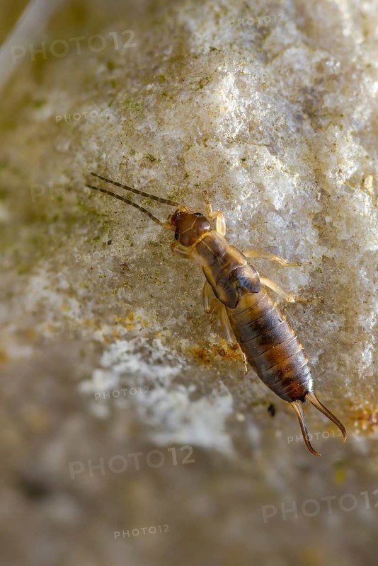 Dermaptera, earwigs, European earwig, forficula auricularia, common earwig, earwig, high size, portrait format, insects, larva, larva