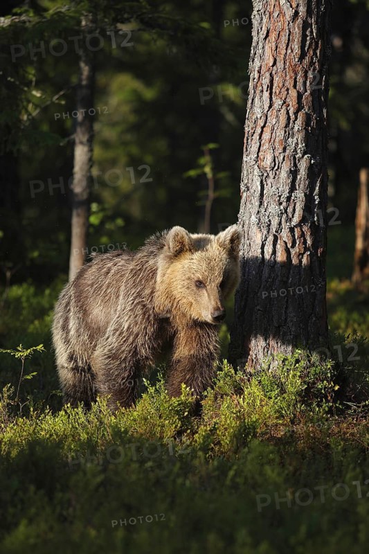 Young Brown Bear on in a Forest North East Finland. Young brown bear in the dark forest. Northeast Finland