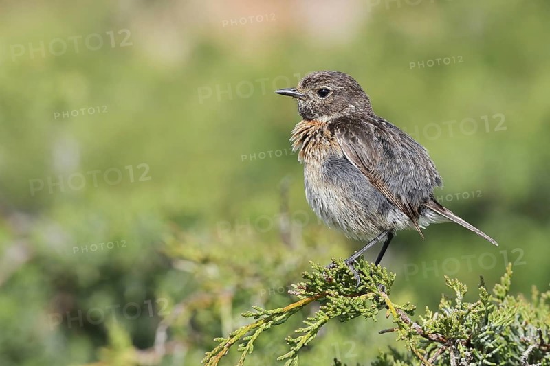 Stonechat (Saxicola rubicola), female, Algarve, Portugal