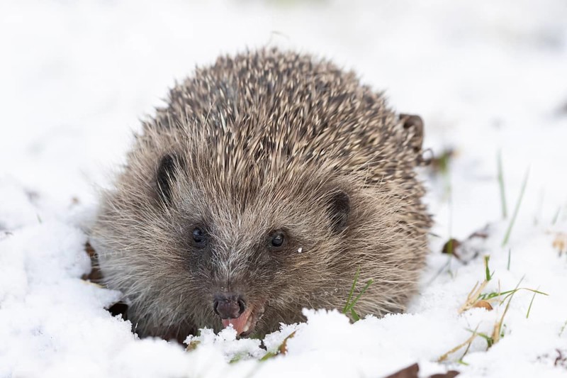 European hedgehog (Erinaceus europaeus) adult animal in snow of a garden in winter, England, United Kingdom