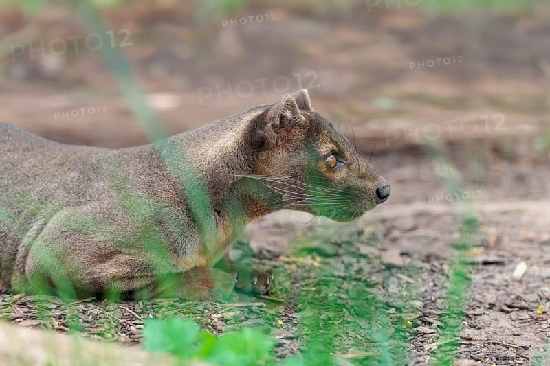 A fossa (Cryptoprocta ferox) rests on the forest floor of a dry forest. Forest habitats in Madagascar