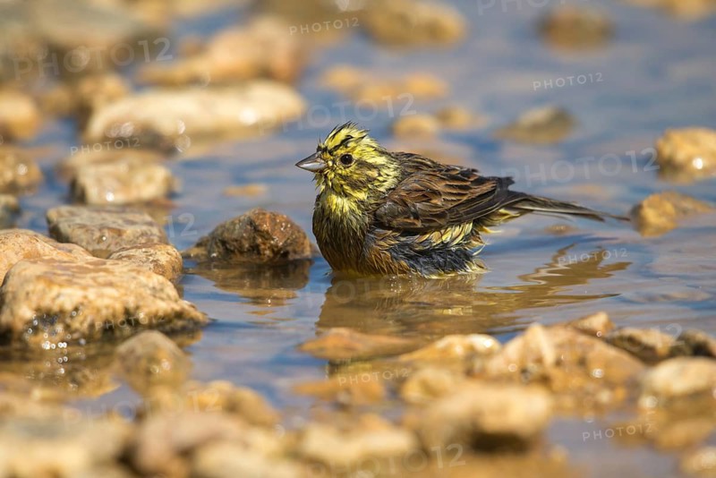 Emberiza Citrinella, Yellowhammer, Yellowhammer, Bath, Bird Bath, Birds, Passeri, Songbirds, Potions, Birdbath, Birds, Watering Place