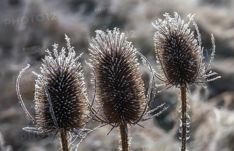 Dipsacaceae, Dipsacus Fullonum, Dipsacus sylvestris, card, wild card, detail, ice crystals, flora, frost, Fuller's teasel, cold, plants, plants, hoarfrost, rime, wild teasel, winter