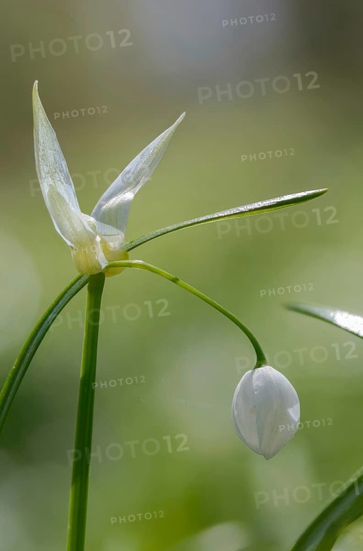 Alliaceae, Allium paradoxum, Berlin leek, leek family, neophyte, strange leek, miracle garlic, few-flowered garlic, few-flowered leek, flora, high size, portrait, invasive species, plants, plants