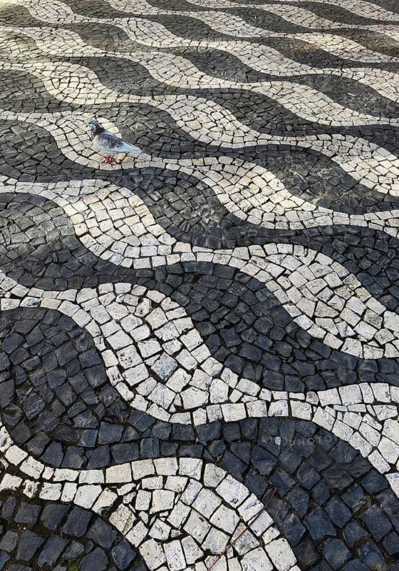 Graphic black and white paving, Calçada Portugesa, traditional limestone and basalt mosaic paving with hard-to-see gray dove, Porto, Portugal
