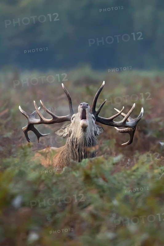 Red deer (Cervus elaphus) adult male stag animal roaring during the annual rut in autumn, England, United Kingdom