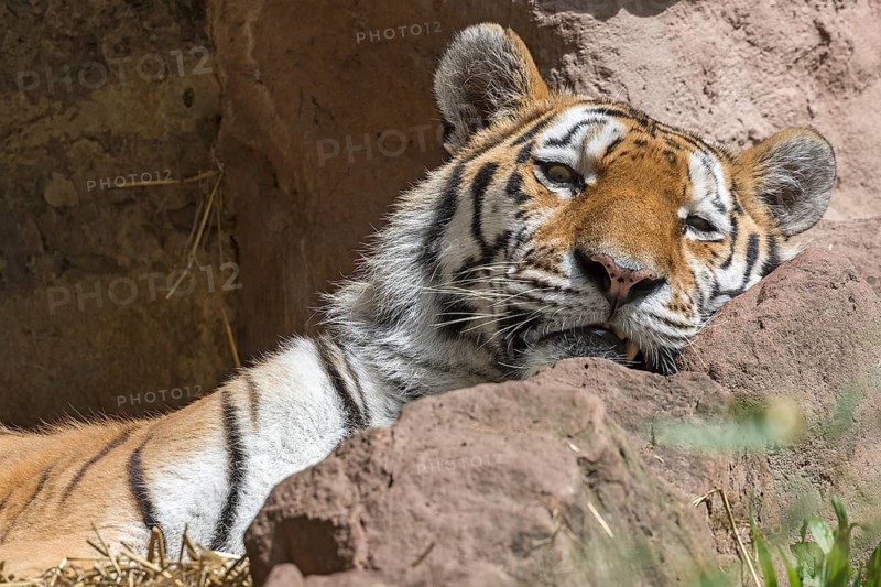 A Siberian tiger (Panthera tigris altaica) at rest, close-up, Nuremberg Zoo, Middle Franconia, Bavaria, Germany