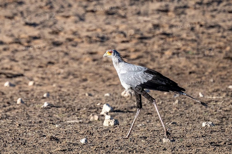 Secretary bird (Sagittarius serpentarius), Kalahari Desert, Kgalagadi Transfrontier Park, South Africa