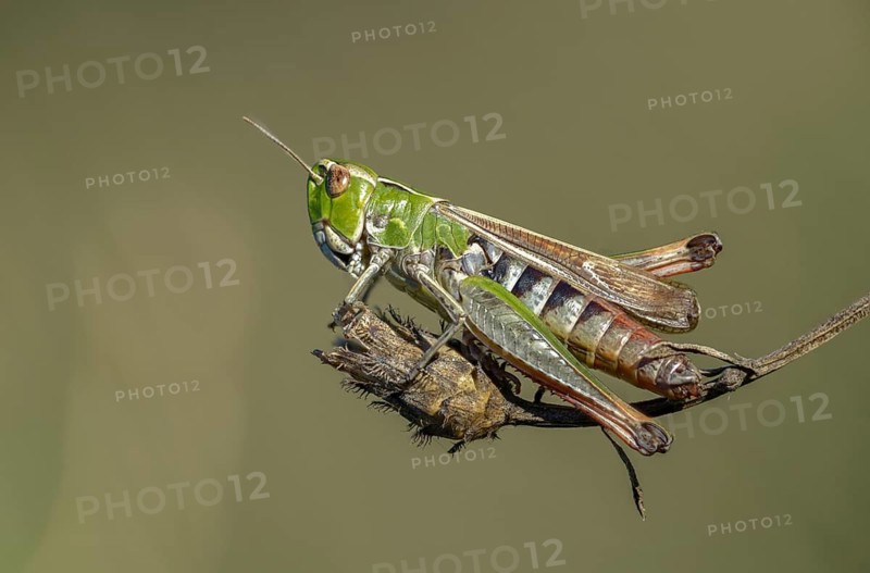 Brandenburg, Germany, Nabu, Nabu project, national natural heritage, Grünhaus natural paradise, grasshopper, stenobothrus lineatus, post-mining landscape, female, grasshopper, green house, grasshoppers, insects, insects, female