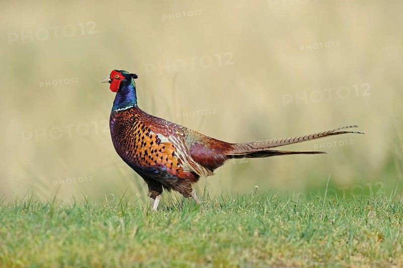 Portrait of a pheasant. Pheasant (Phasianus colchicus) . Eng.: Pheasant