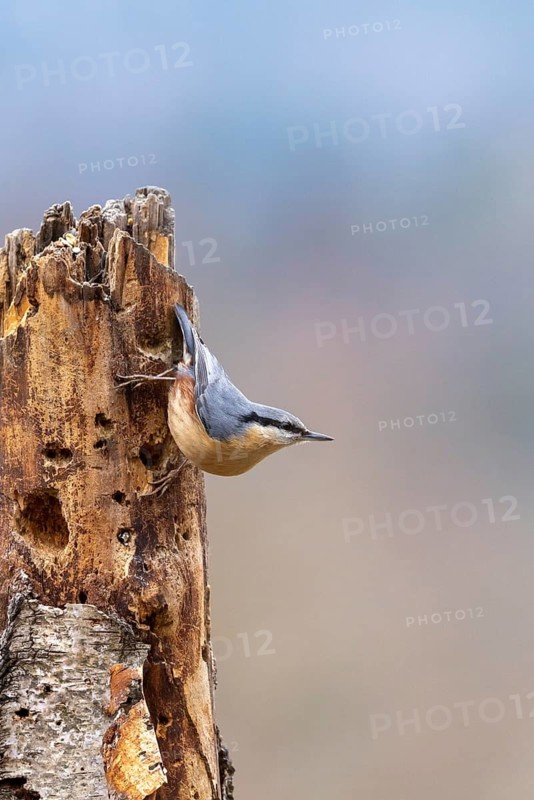 A nuthatch climbs energetically up a tree trunk in its natural habitat, European nuthatch (Sitta europaea), adult bird running down a tree trunk, wildlife, animals, birds, Baden-Württemberg, Germany