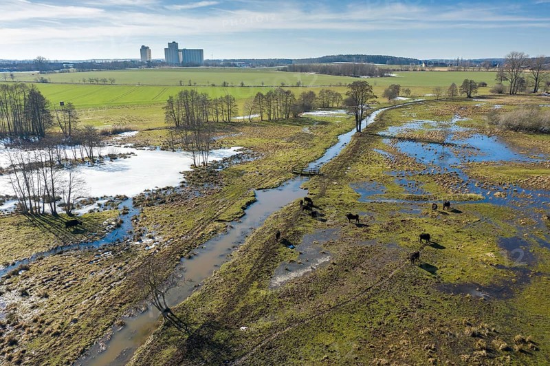 Bubalus Arnee, Frießnitzer See-Struth, Germany, Greiz, Natura 2000, cloven-hoofed, Thuringia, water buffalo, water buffalo, aerial view, grazing, domesticated animals, extensive grazing, pet, landscape, aerial view, mammals, nature reserve, mammals, nature reserve, mammals