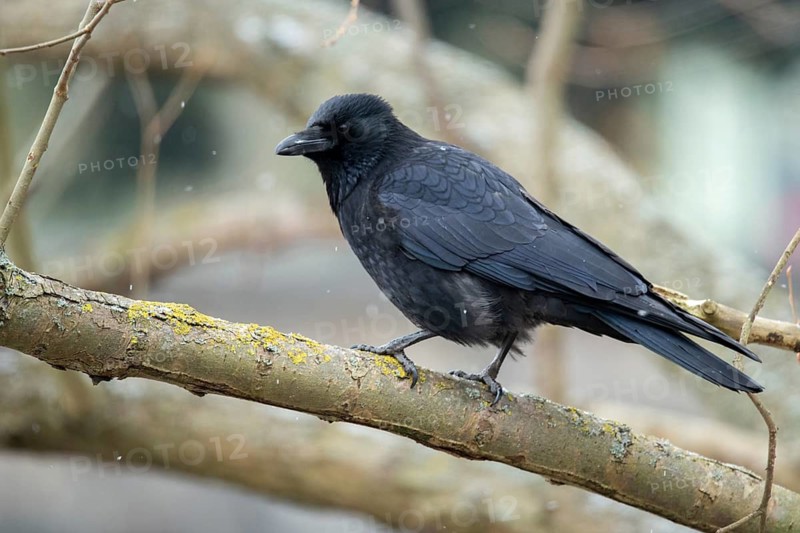 Carrion Crow, Corvus Corone, Raven Crow, Birds, Corvidae Family of Birds, Passeri, Corvids, Songbirds, Birds