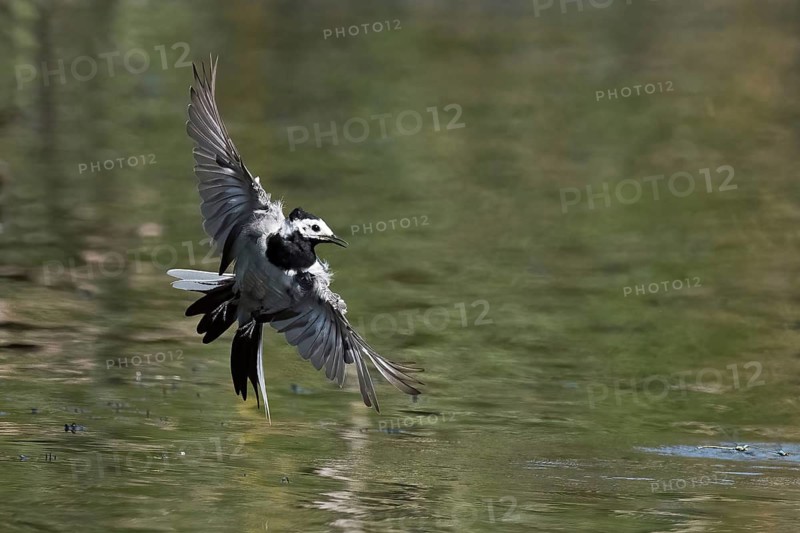 A white wagtail (Motacilla alba) flies just above the water's surface, its wings spread wide, against a natural backdrop, Hesse, Germany
