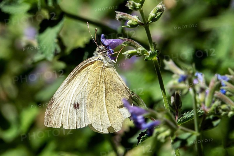 Small white (Pieris rapae), perched on a catnip flower, Baden-Württemberg, Germany