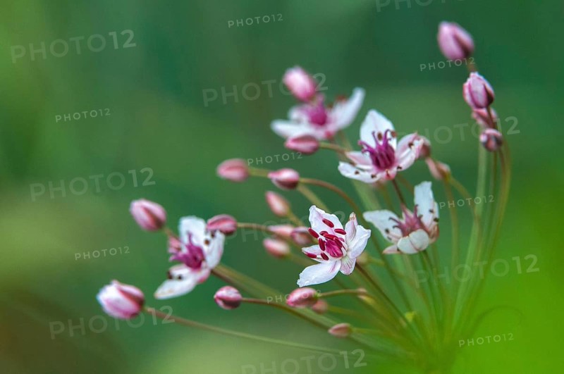 Flower rushes, Butomaceae, Butomus umbellatus, umbellish swan flower, swan flower, swan flower, water lily, water viola, flora, flowering rush, grass rush, plants, plants