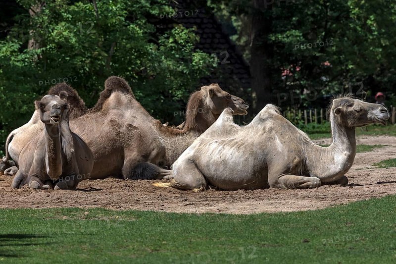 Reclining wild camels (Camelus ferus), Nuremberg Zoo, Middle Franconia, Bavaria, Germany