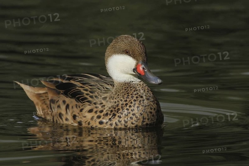 White-cheeked Pintail (Anas bahamensis), Arizona, USA