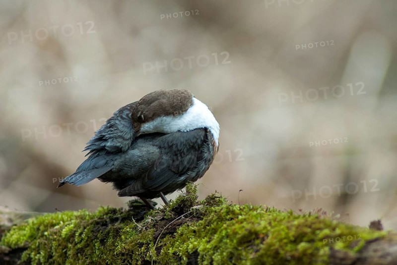 Cinclus cinclus, dippers, birds, female, plumage, passeri, preening, songbirds, songbirds, birds, female