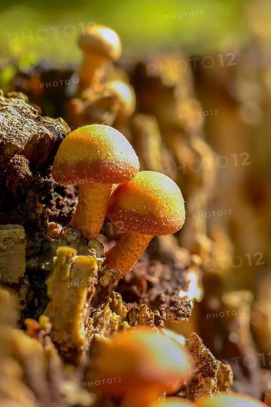 Armillaria ostoyae, Armillaria polymyces, Armillaria solidipes, brown honey mash, dark honey mesh, common honey mash, softwood honey mash, fungi, fungus, high size, vertical format, mushrooms