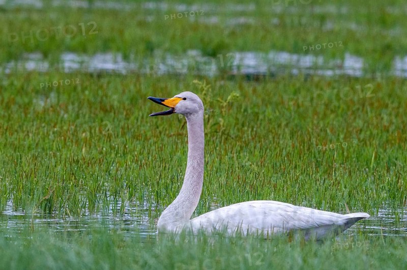 Cygnus cygnus, Finland, singing swan, whooper swan, anatidae, birds, duckbirds, swan, swans, swans, birds, waterbirds, waterbirds