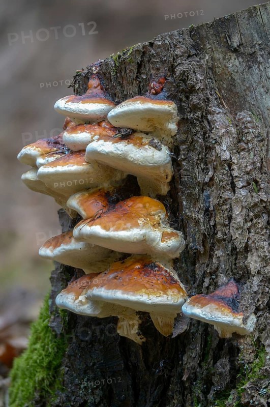 Tree sponge, spruce porling, fomes marginatus, fomitopsis pinicola, pine porling, red-banded polypore, red-belted polypore, red-edged tree sponge, red-edged porling, ungulina marginata, white-edged tree sponge, fungi, fungus, high size, portrait format, mushrooms, red-belted cone