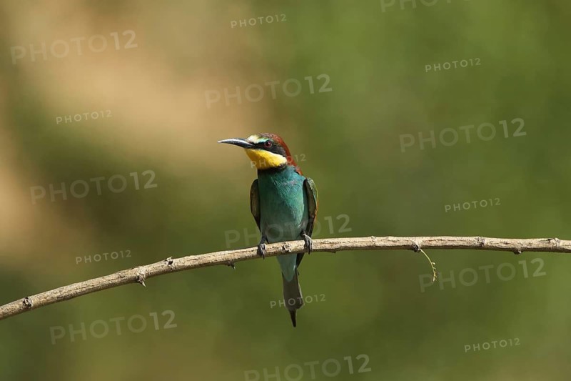 A bee-eater perched on a thin branch, green background, bee-eater (Merops apiaster), Palatinate, Germany