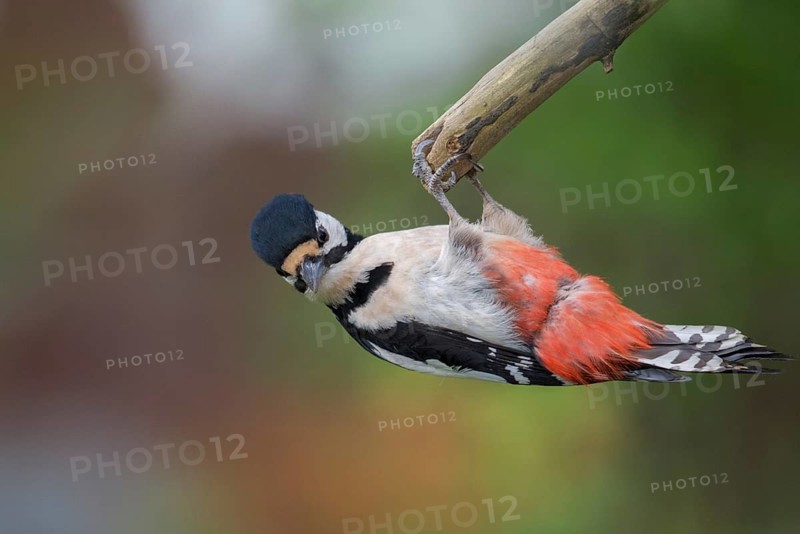 Great spotted woodpecker, Dendrocopos major, birds, piciforms, woodpeckers, birds, woodpecker