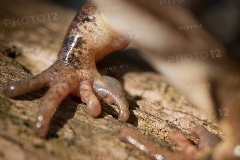 Agile frog, rutting calluses, estrus calluses, nuptial pad, mating calluses, rana dalmatina, jumping frog, amphibian, frog, frogs, amphibians