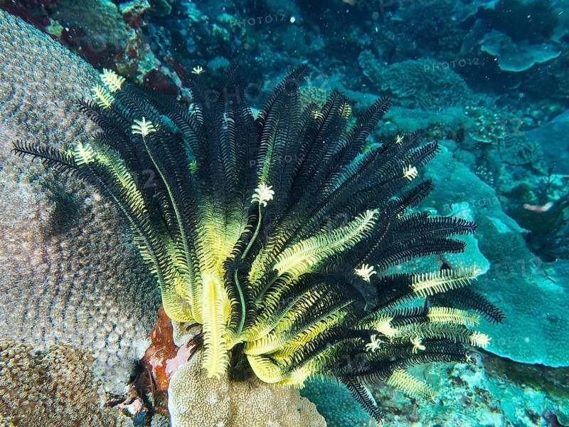 Bushy feather star (Comaster schlegelii) in black and yellow on a living coral reef underwater, Toyapakeh dive site, Nusa Ceningan, Nusa Penida, Bali, Indonesia