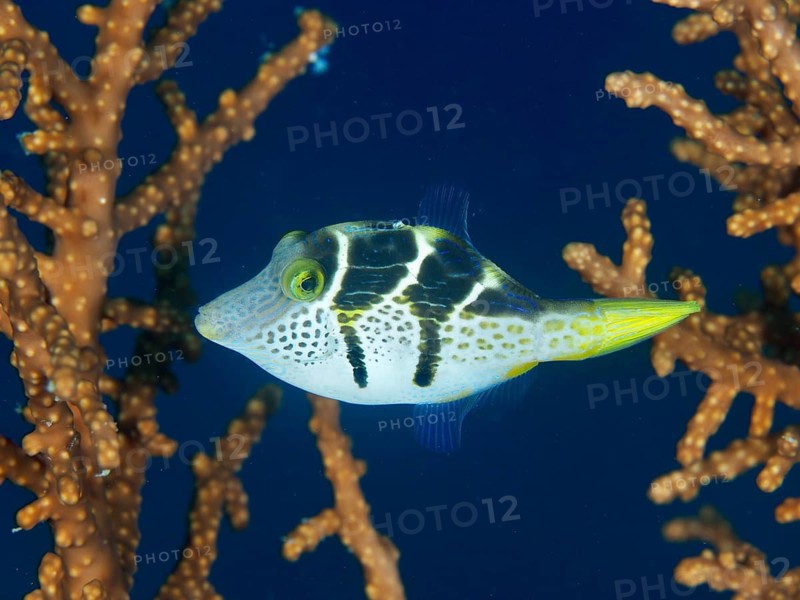 Colourful pufferfish, mimicry filefish (Paraluteres prionurus), swimming against a backdrop of coral, Spice Reef dive site, Penyapangan, Bali, Indonesia